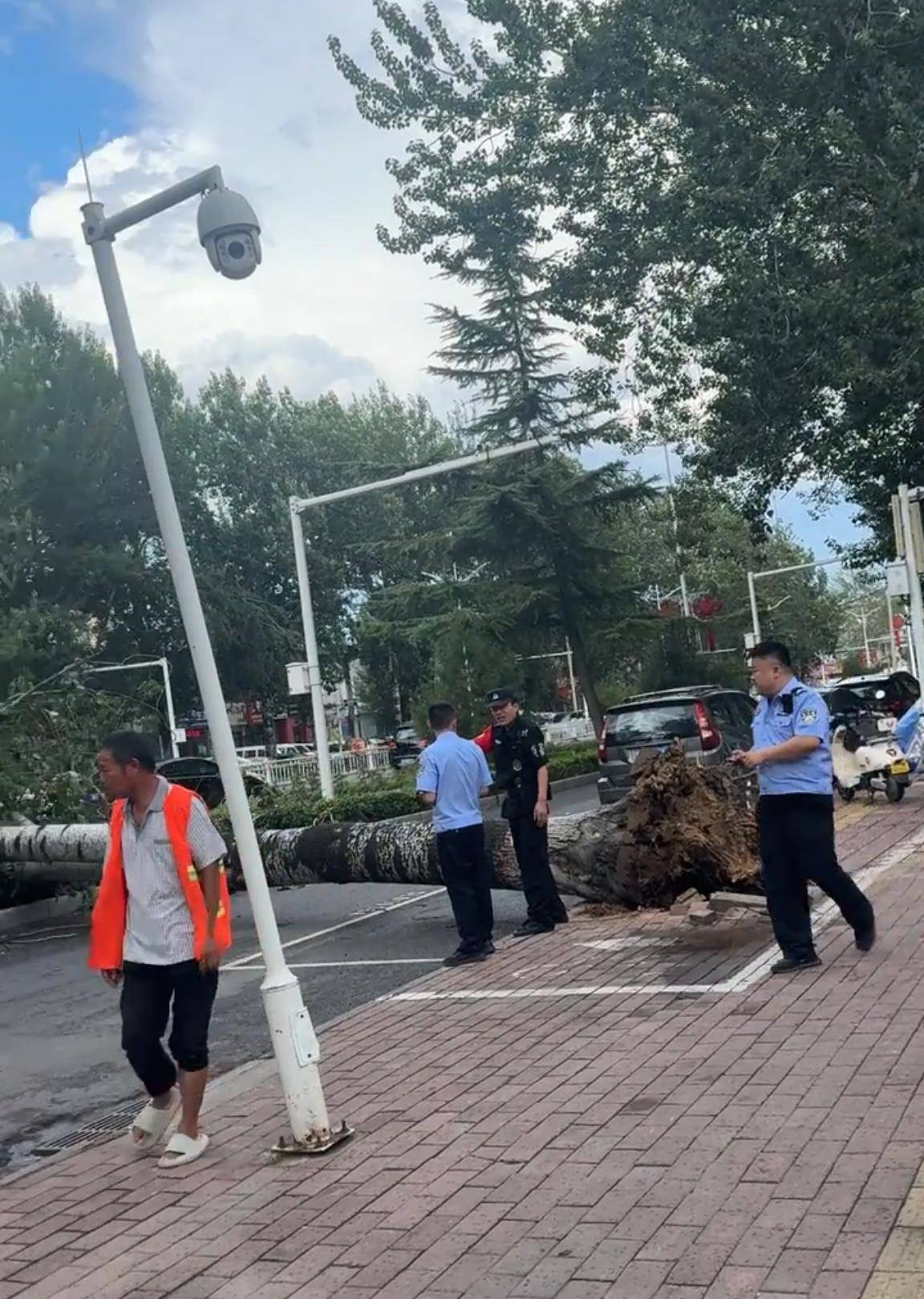 河南濮阳突发7级以上阵风吹倒行道树砸中骑车女子，急救人员：她当场就不行了