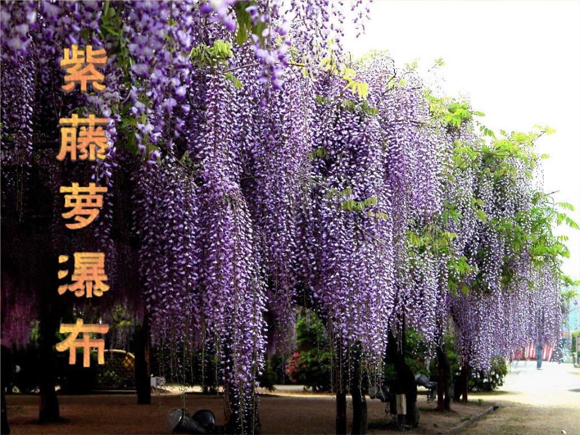 芙蓉币网(牛奶一天可以喝1升嘛)