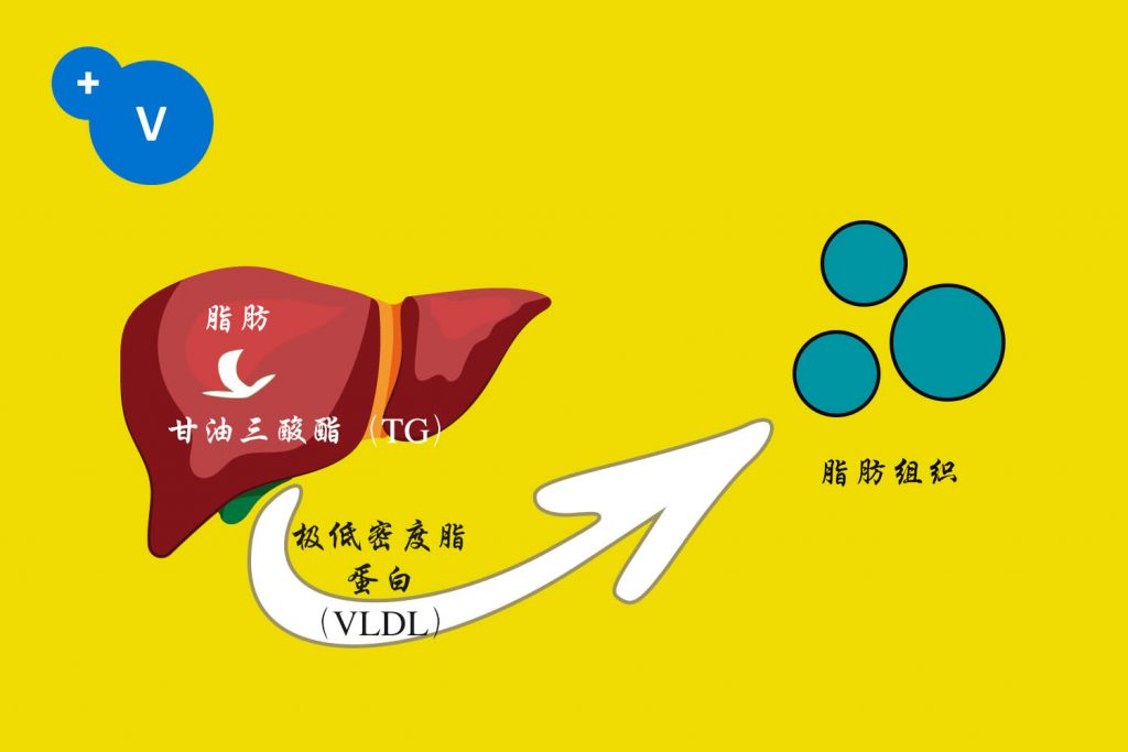 普维币(普维币总量)