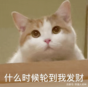 币猫(币猫龟速)