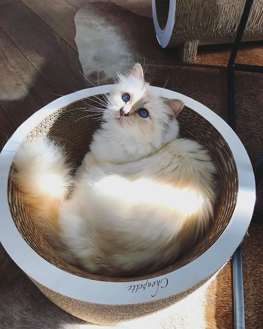 币猫(币猫交易所)
