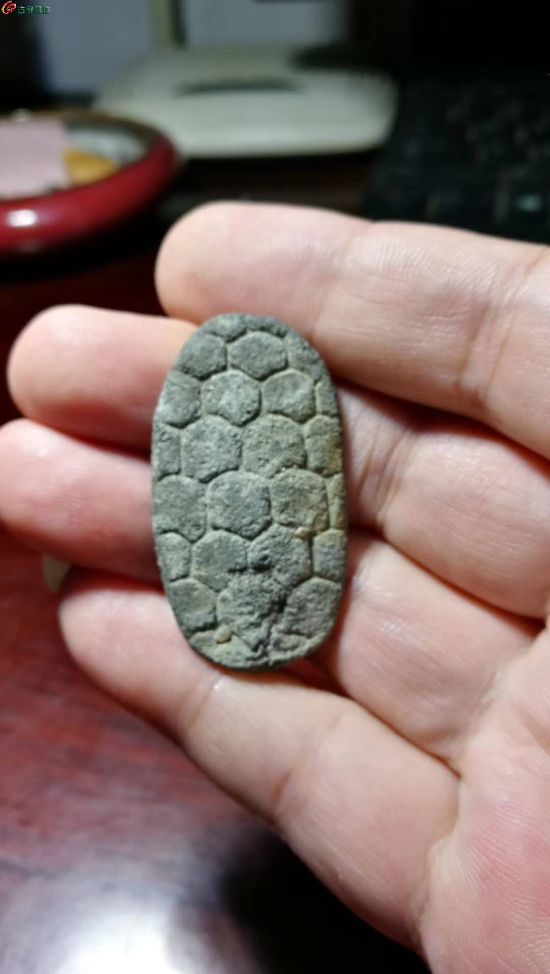 龟币(龟币什么时候发现出来的)